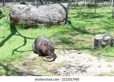 A Wombat Eating His Food