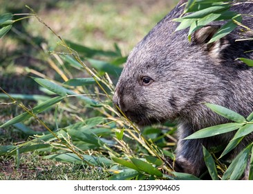 Wombat Eating Leaves Of Bamboo