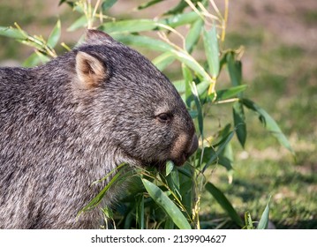 Wombat Eating Leaves Of Bamboo