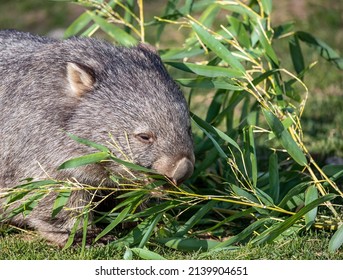 Wombat Eating Leaves Of Bamboo