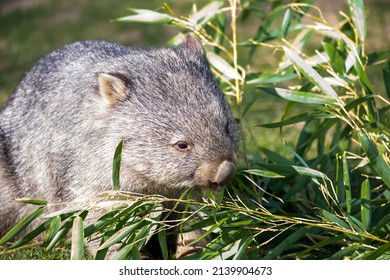 Wombat Eating Leaves Of Bamboo