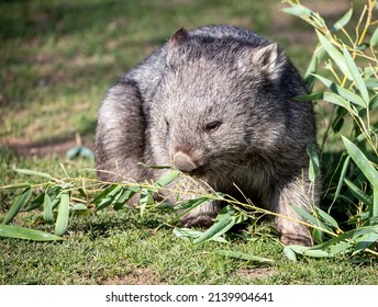 Wombat Eating Leaves Of Bambus