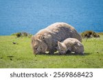 a wombat family on Maria island TAS