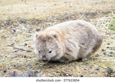 Wombat Feeding On Maria Island, Tasmania, Australia