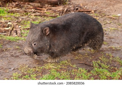 Wombat In Forest Country In Victoria, Australia.