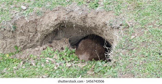 Wombat Hiding Near Its Burrow In The Bush