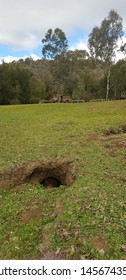 Wombat Hiding Near Its Burrow In The Bush