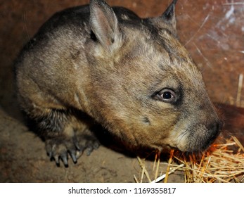 A Wombat In His Hole