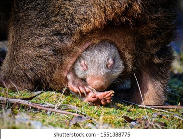 Wombat Joey, Sleepy Head Poking Out From Mother's Pouch