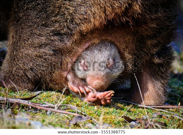 Wombat\
Joey, sleepy head poking out from mother\'s\
pouch