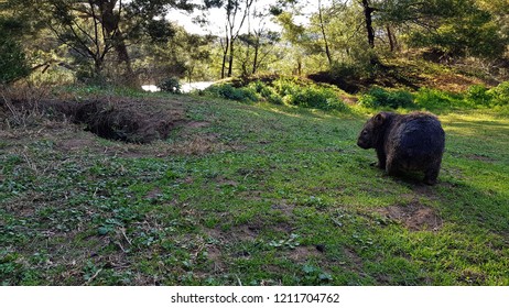 Wombat Near Its Burrow