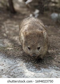 Wombat On Flinders Island, Tasmania