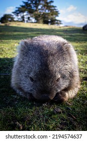 A Wombat On Maria Island Tasmania