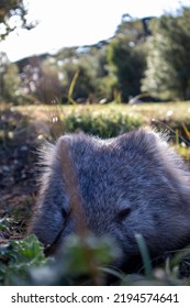 A Wombat On Maria Island Tasmania