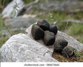 Wombat Poo, Cradle Mountain - Lake St Clair National Park, Tasmania, Australia