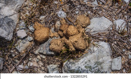 Wombat Poo Which Typically In Cube Shape