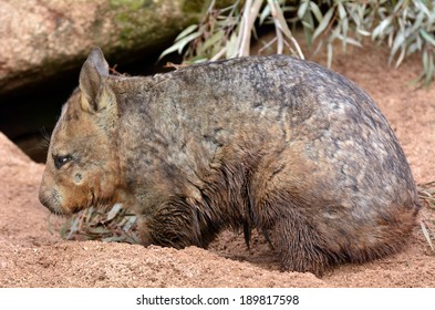 Wombat, Quadrupedal Marsupials, Native To Australia Dig A Burrow In Its Natural Habitat.No People. Copy Space