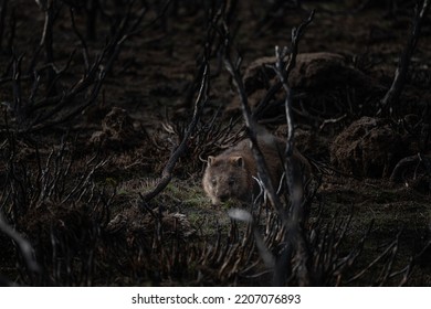 A Wombat Searching For Food In The Wild After Bushfires