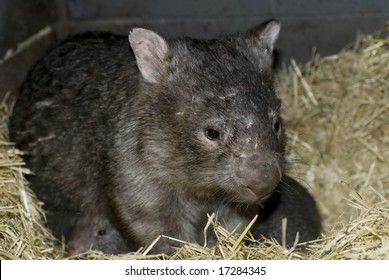 Wombat Sitting In Nest