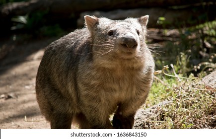 Wombat の画像 写真素材 ベクター画像 Shutterstock