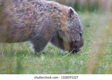 Wombat In The Wild 