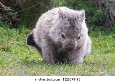 Wombat In The Wild 