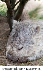 Wombat In The Wild 