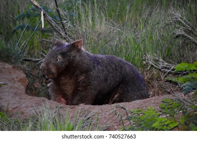 Wombat In The Wild