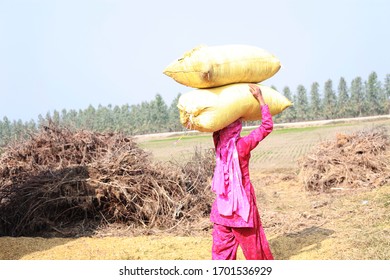 Women Carrying Sack Of Silage For Domestic Animal In Rural India. 