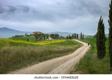 Women with dog walking along the road to a vineyard in Tuscany