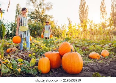 Women farmers pick pumpkins in autumn field at sunset. Workers harvest vegetables in garden. Family business