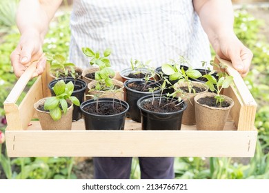 Women gardener holding wooden box with basil and tomato seedling in plastic and organic peat pots - Powered by Shutterstock