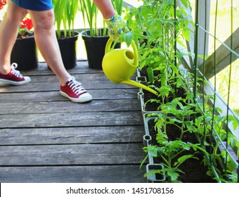 Women Gardener Watering Plants. Container Vegetables Gardening. Vegetable Garden On A Terrace. Flower, Tomatoes Growing In Container .