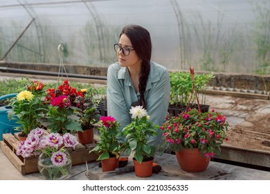 Women Gardeners Take Care Of Plants In Pots On The Table. Home Garden And Gardening Concept. Spring Time. Take Care Of House Plants. Sample.