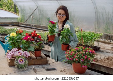 Women Gardeners Take Care Of Plants In Pots On The Table. Home Garden And Gardening Concept. Spring Time. Take Care Of House Plants. Sample.