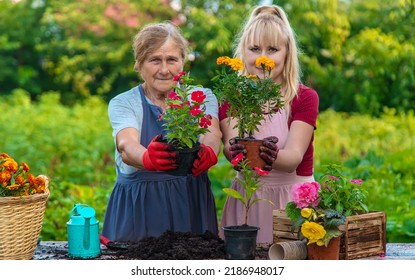 15,451 Grandmother plant Images, Stock Photos & Vectors | Shutterstock