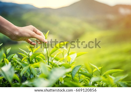 Women Hand finger picking up  tea leaves at a tea plantation for product , Natural selected , Fresh tea leaves in tea farm in Cameron Highlands, Malaysia