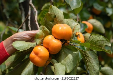 Women Hand With Persimmon Tree Fresh Fruit That Is Ripened Hanging On The Branches In Plant Garden. Juicy Fruit And Ripe Fruit With Persimmon Trees Lovely Crisp Juicy Sweet Hard Crisp.