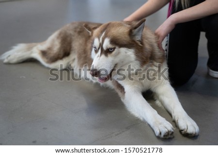 the women hand stroke the adult dog husky