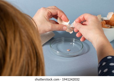 Women Hands Removing Eggshell Membrane. Zero Waste Cosmetics. DIY Collagen From Eggshell Membranes. Close Up.