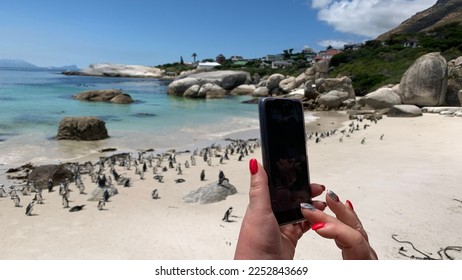 Women hands taking a group of penguins with smartphones in Boulders Beach, Cape Town, South Africa. - Powered by Shutterstock