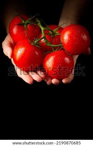 Tomatenernte, Mann mit frischen Tomaten