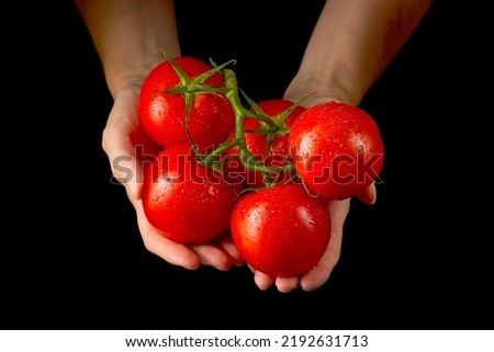 Similar – Tomatenernte, Mann mit frischen Tomaten