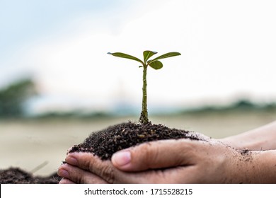 Women holding seedlings are prepared to plant in the ground and take good care of the trees, Plants help increase oxygen in the air and soil, Save world save life concept. - Shutterstock ID 1715528215