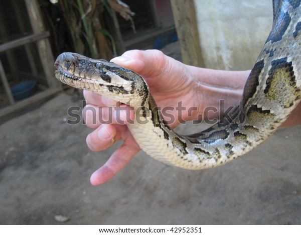 Women Holding Snake Her Hands Stock Photo (Edit Now) 42952351