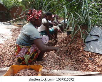 Women from ivory coast working in the countryside for cocoa production. December, 10, 2013. The workers are extracting and washing cocoa beans in order to dry them. Rural scene of agriculture.   