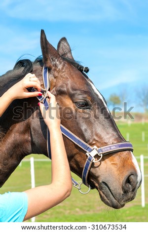 Women owner harnessing the stallion. Multicolored summertime outdoors image.