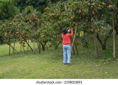 Women And Persimmon Tree Fresh Fruit That Is Ripened Hanging On The Branches In Plant Garden. Juicy Fruit And Ripe Fruit With Persimmon Trees Lovely Crisp Juicy Sweet Hard Crisp.