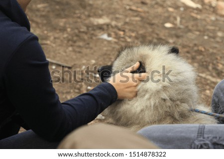 women pet dog on the street