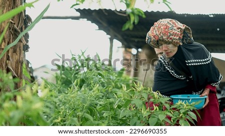 women pick chilies in the garden